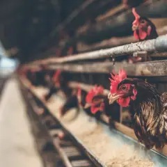 Afera drobiowa: co to za firma i jakie niesie konsekwencje?